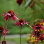 giftcard zen service details