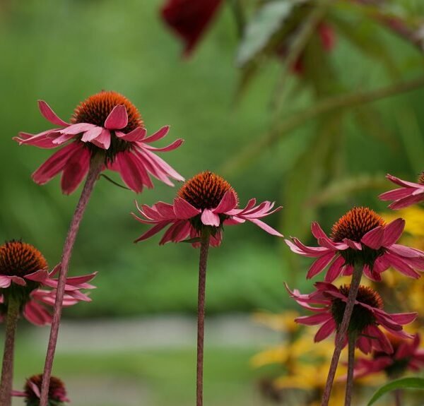 giftcard zen service details